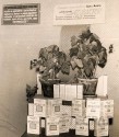 Criação do setor de inoculantes do IBPT em 30 de maio de 1968.
