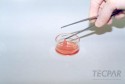 Em 1999 no Laboratório de Ensaios Biológicos – LAEB, do Tecpar, foi desenvolvida a derme equivalente à pele humana, para ensaios cosméticos.